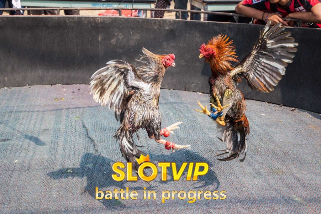 Slotvip Cockfighting : battle in progress