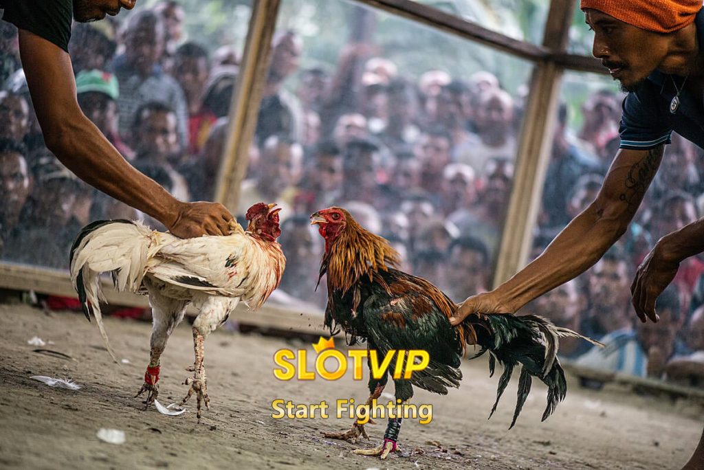 Slotvip Cockfighting : Start fighting